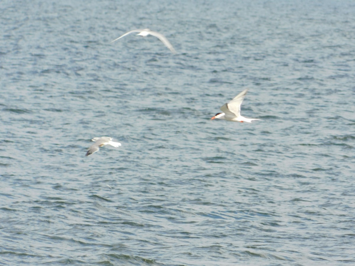Forster's Tern - Luis Mendes
