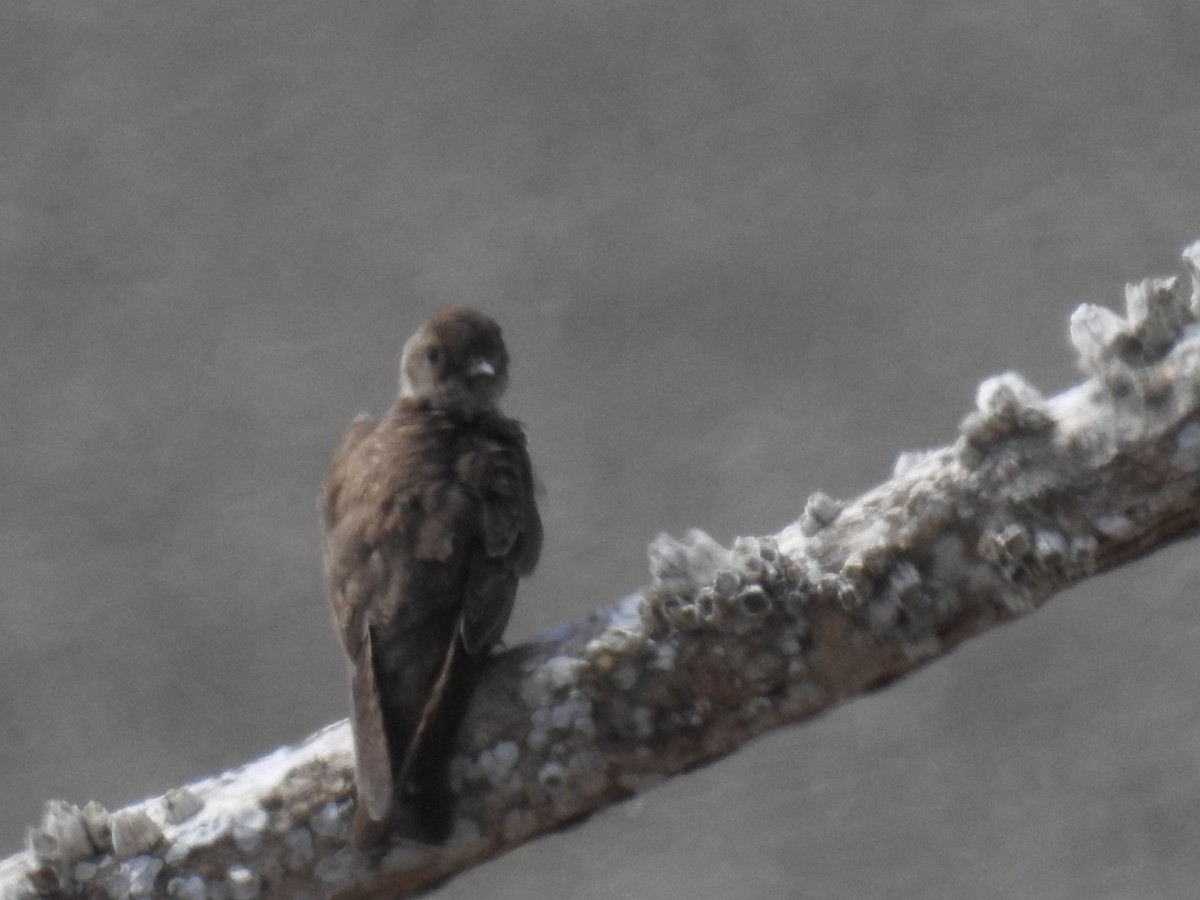 Northern Rough-winged Swallow - ML109683241