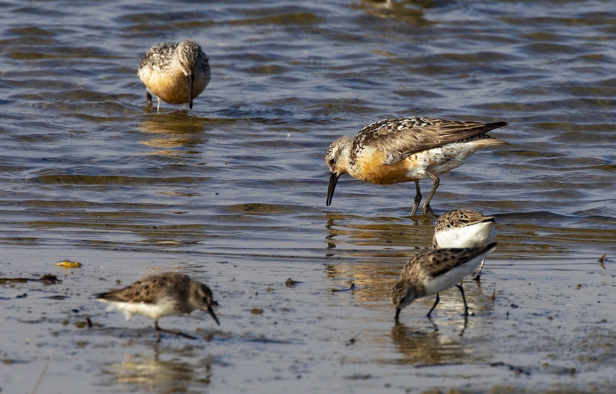 Red Knot - ML109683731