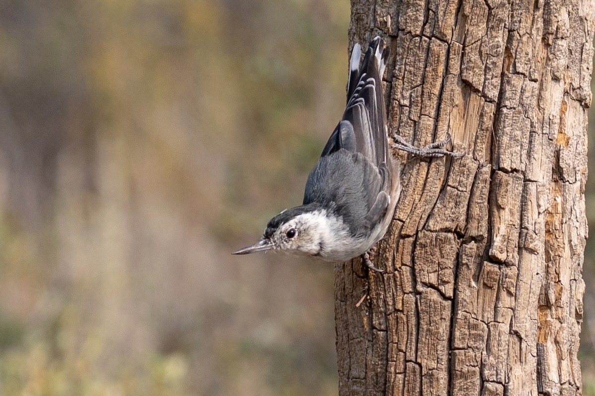 White-breasted Nuthatch - ML109683981