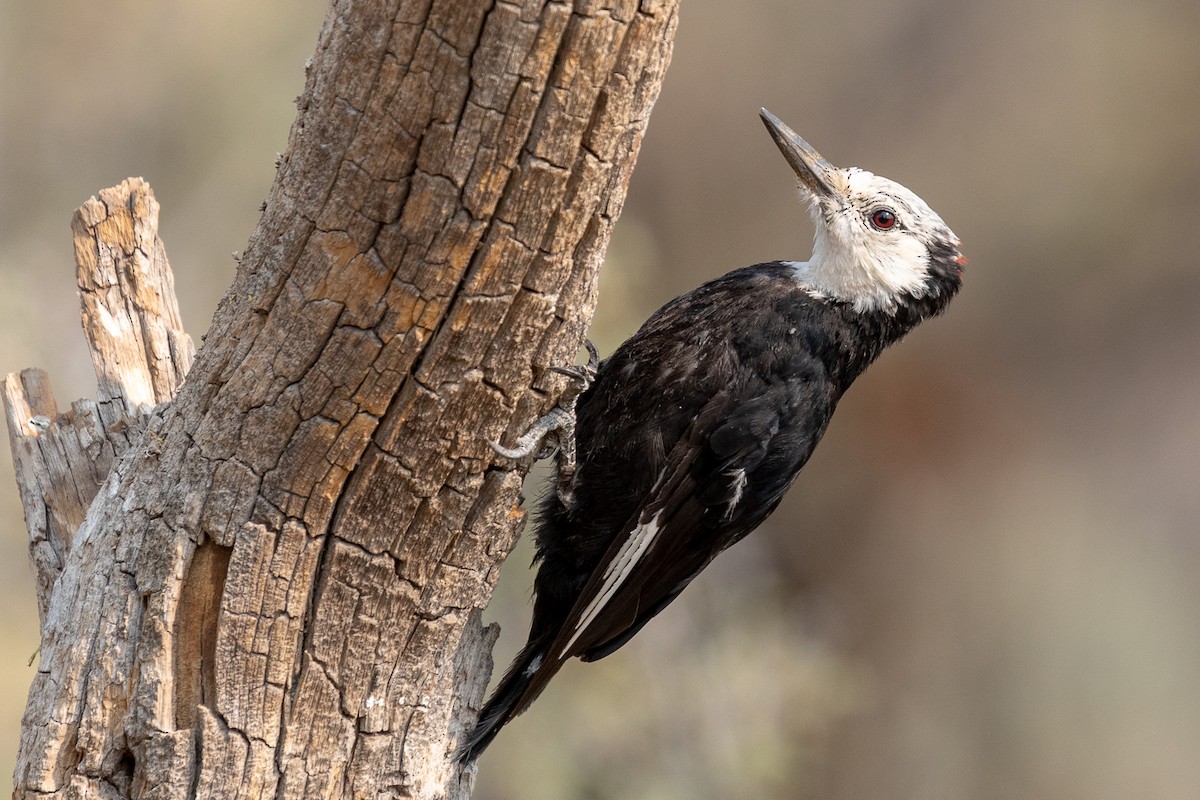 White-headed Woodpecker - ML109684951