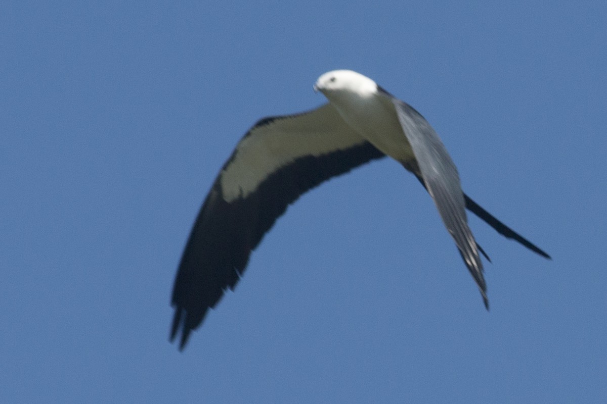 Swallow-tailed Kite - ML109685531