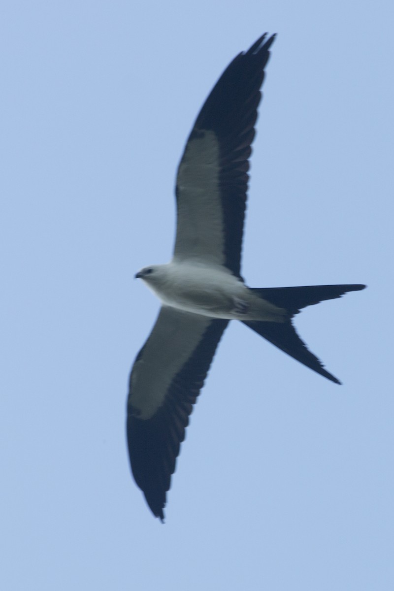 Swallow-tailed Kite - ML109685561