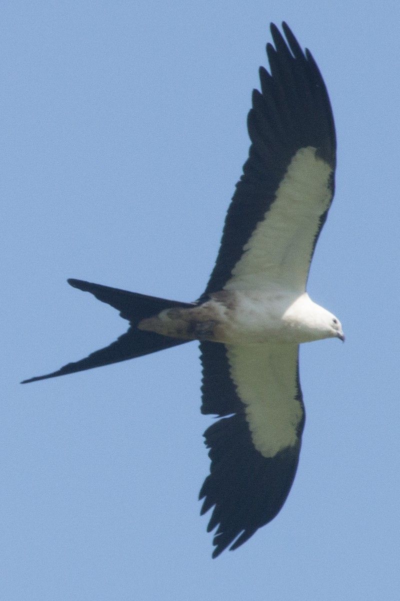 Swallow-tailed Kite - ML109685591