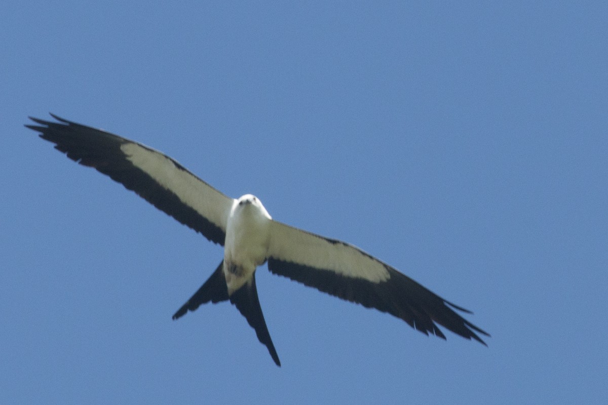 Swallow-tailed Kite - ML109685621