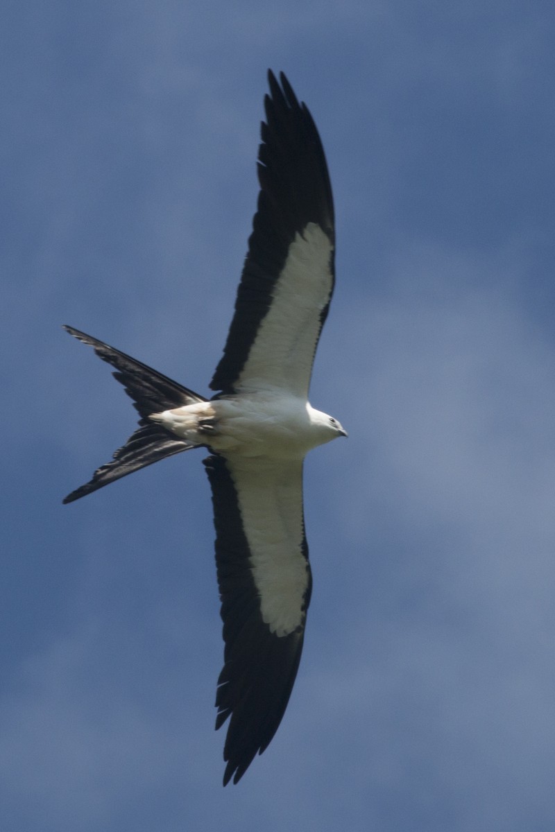 Swallow-tailed Kite - ML109685631