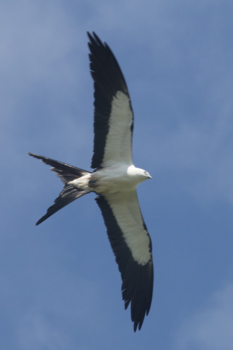 Swallow-tailed Kite - ML109685641