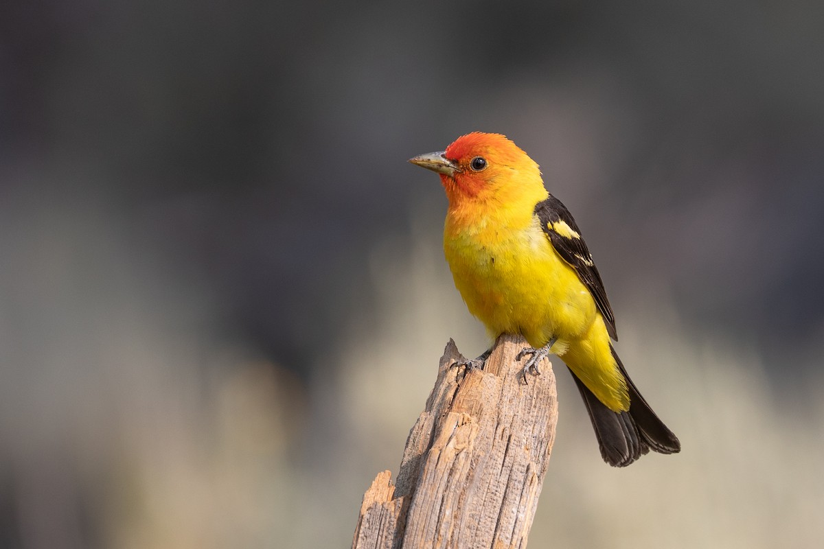 Western Tanager - ML109685831