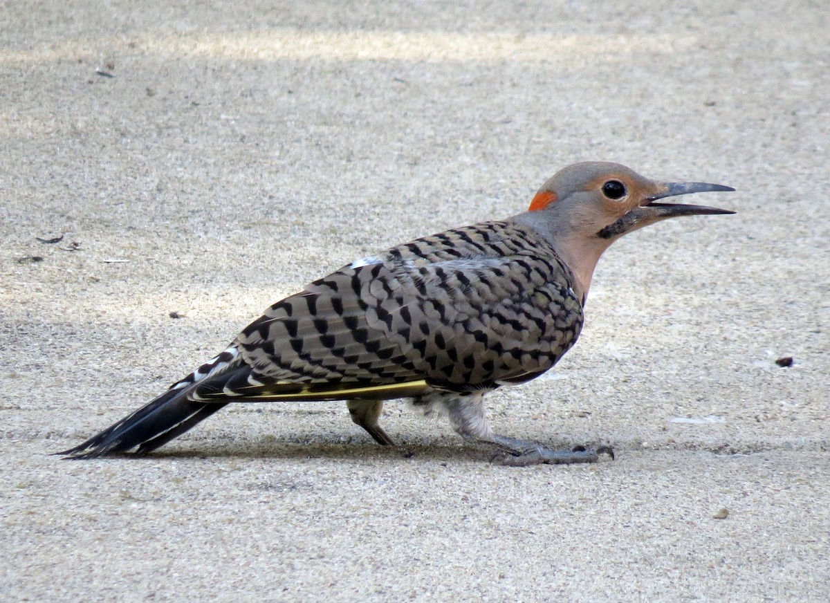 Northern Flicker (Yellow-shafted) - ML109687431