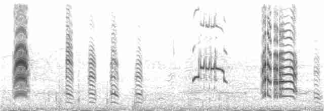 Kara Gagalı Sumru (sandvicensis) - ML109691331