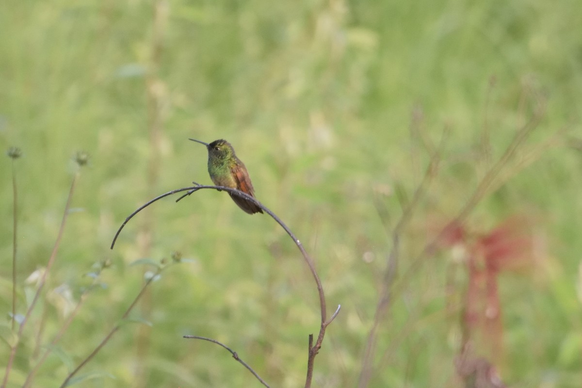 Berylline Hummingbird - Ricardo Arredondo