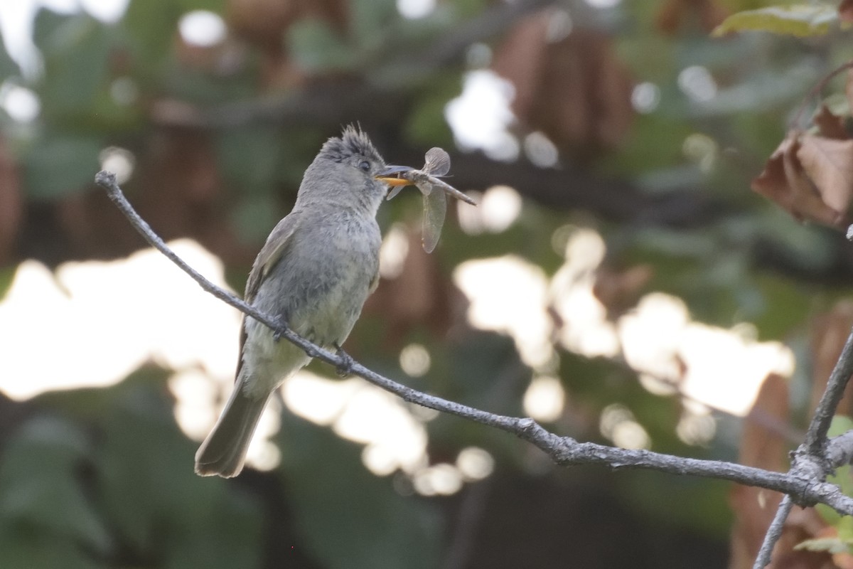 Greater Pewee - ML109698101