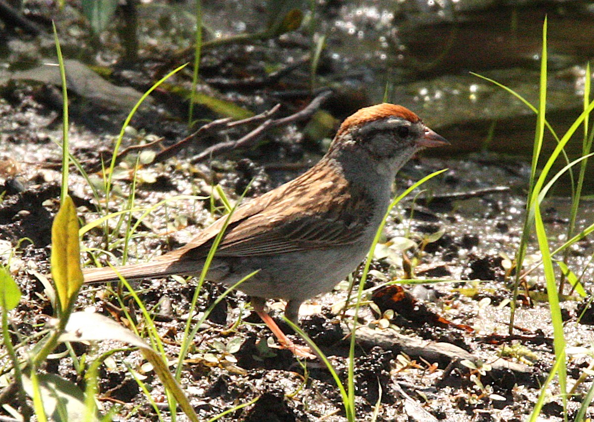 Chipping Sparrow - Brian Tychie