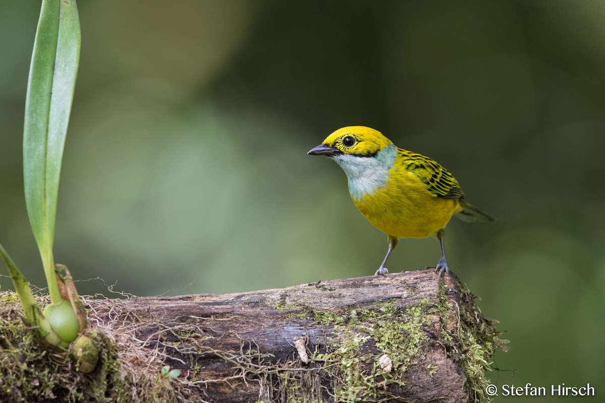 Silver-throated Tanager - ML109700241