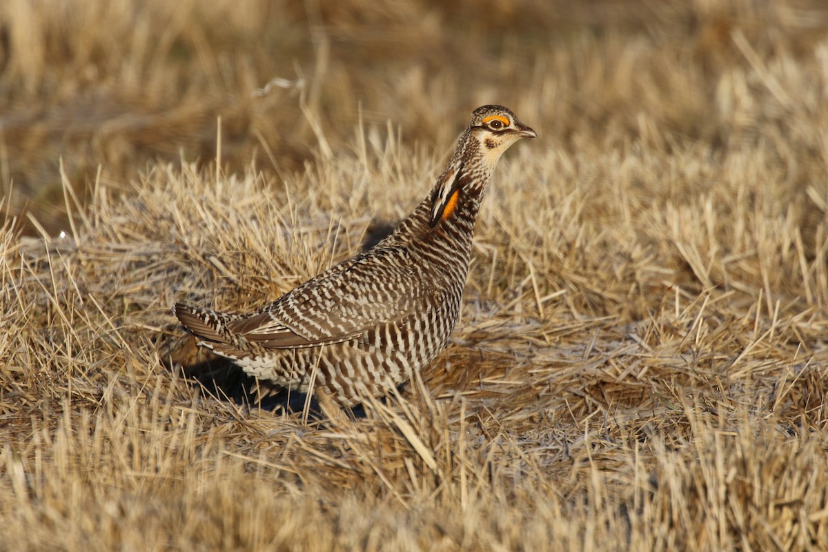 Greater Prairie-Chicken - ML109701391