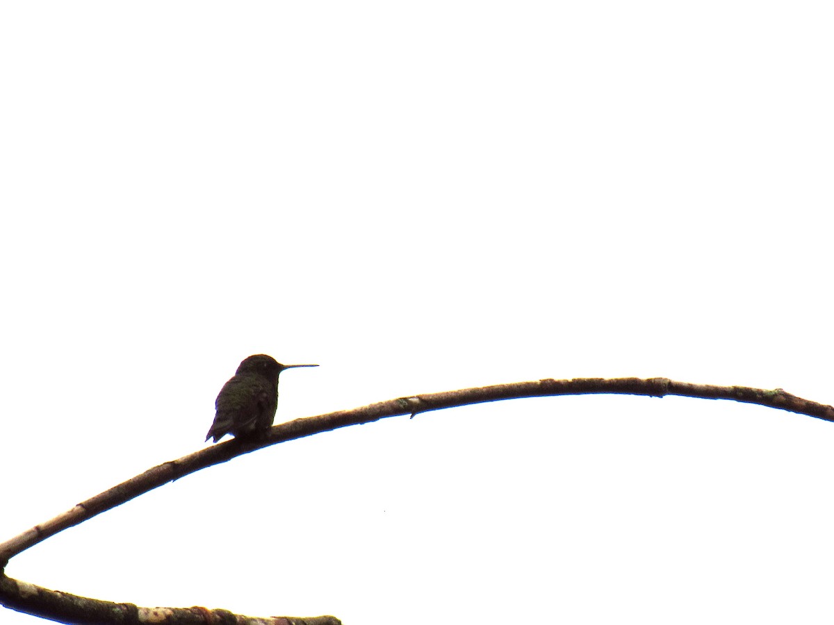 Yakut Boğazlı Kolibri - ML109702691