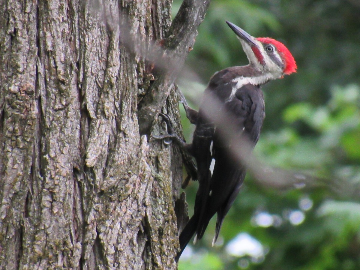 Pileated Woodpecker - ML109702811