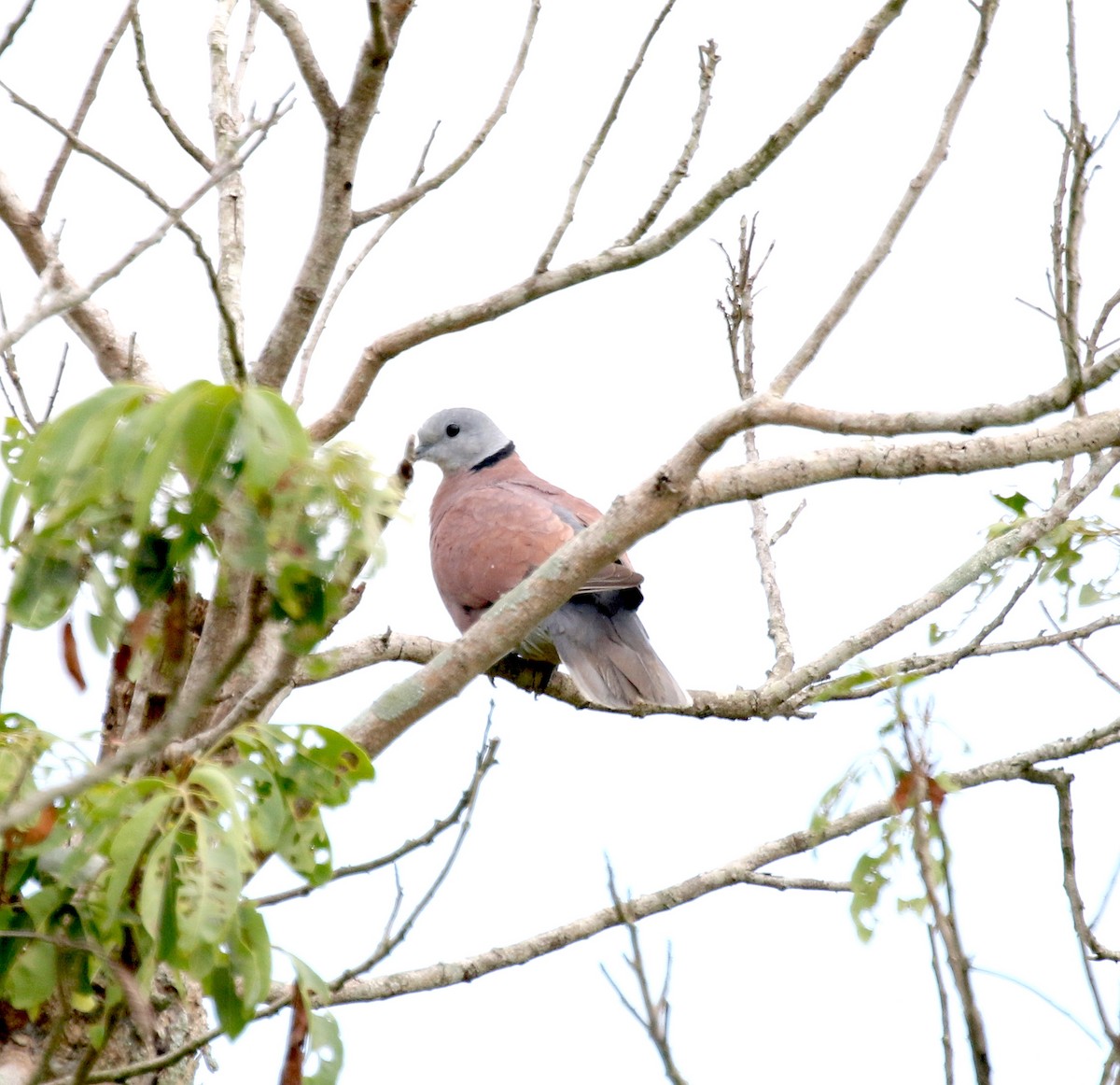 Red Collared-Dove - Scott Sneed