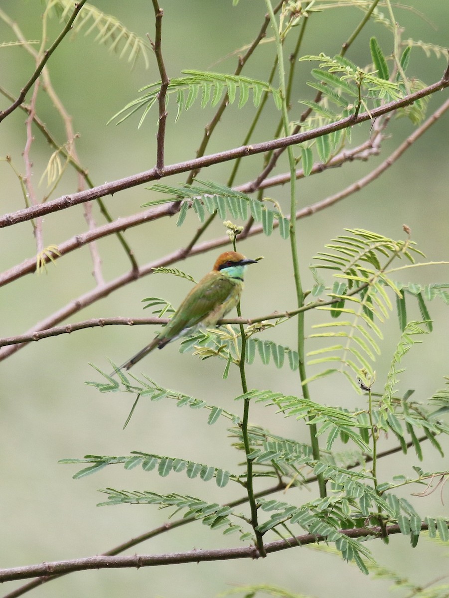 Asian Green Bee-eater - Scott Sneed