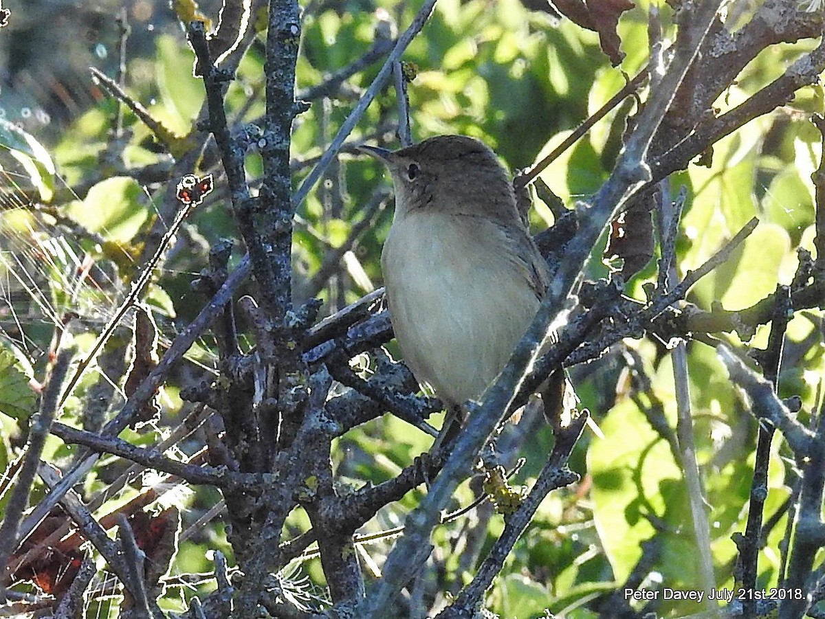Common Reed Warbler - Peter Davey