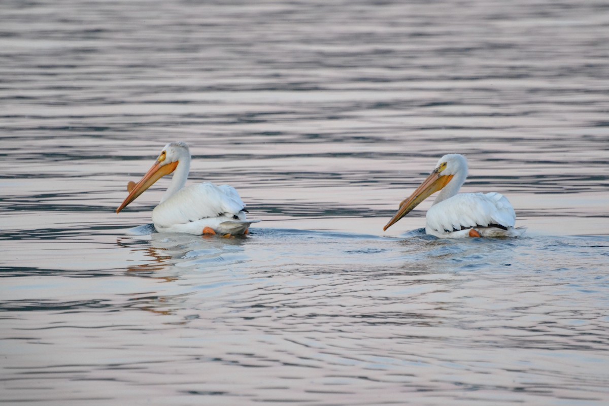 American White Pelican - Kyle Tomalty