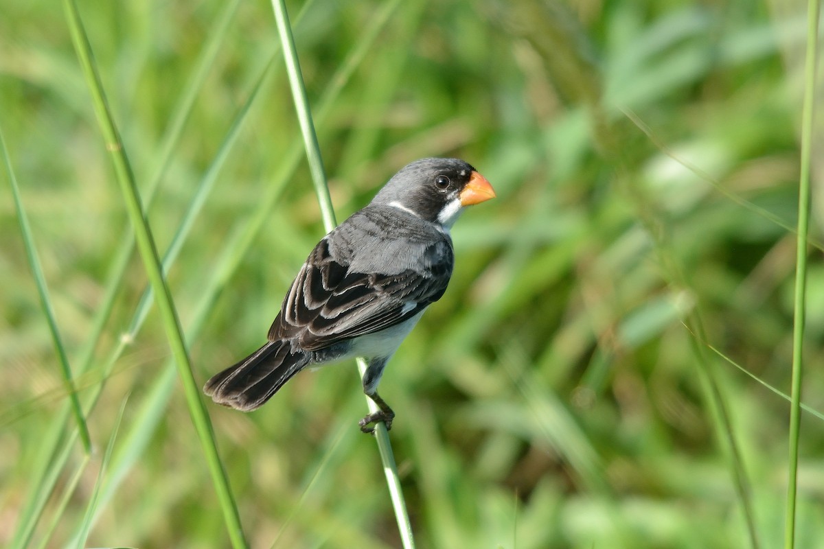 White-throated Seedeater - ML109707881