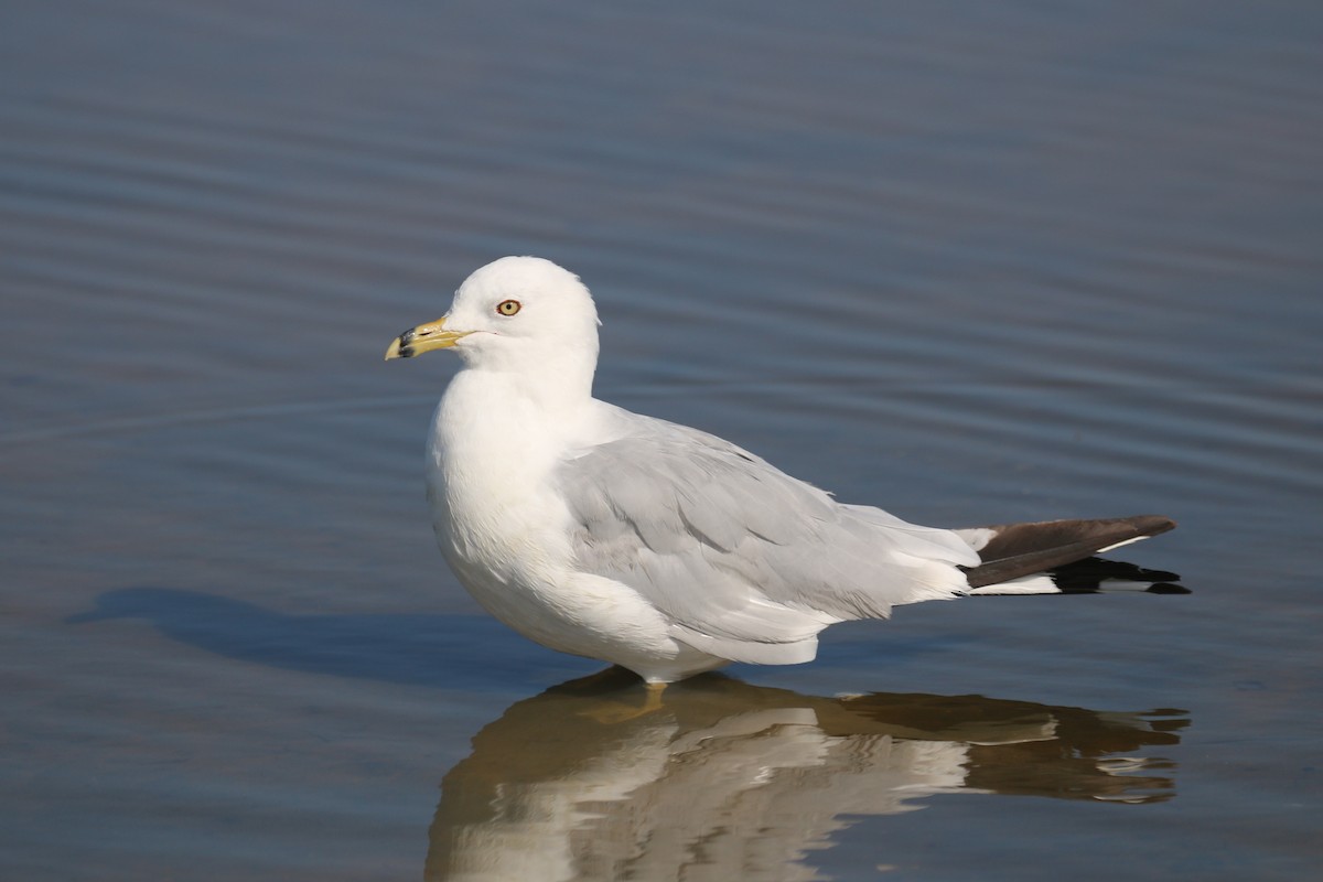 Ring-billed Gull - Pair of Wing-Nuts