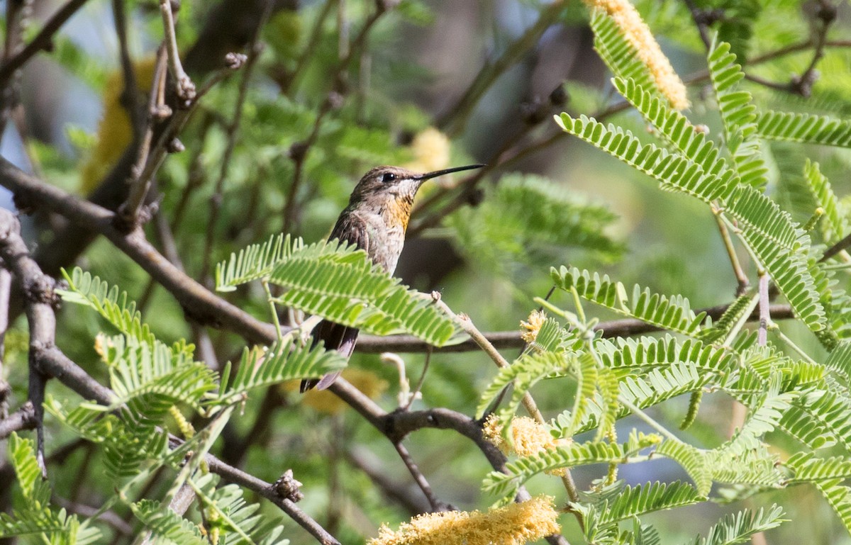 Rufous Hummingbird - Mark R Johnson