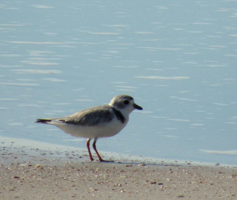 Piping Plover - ML109716211