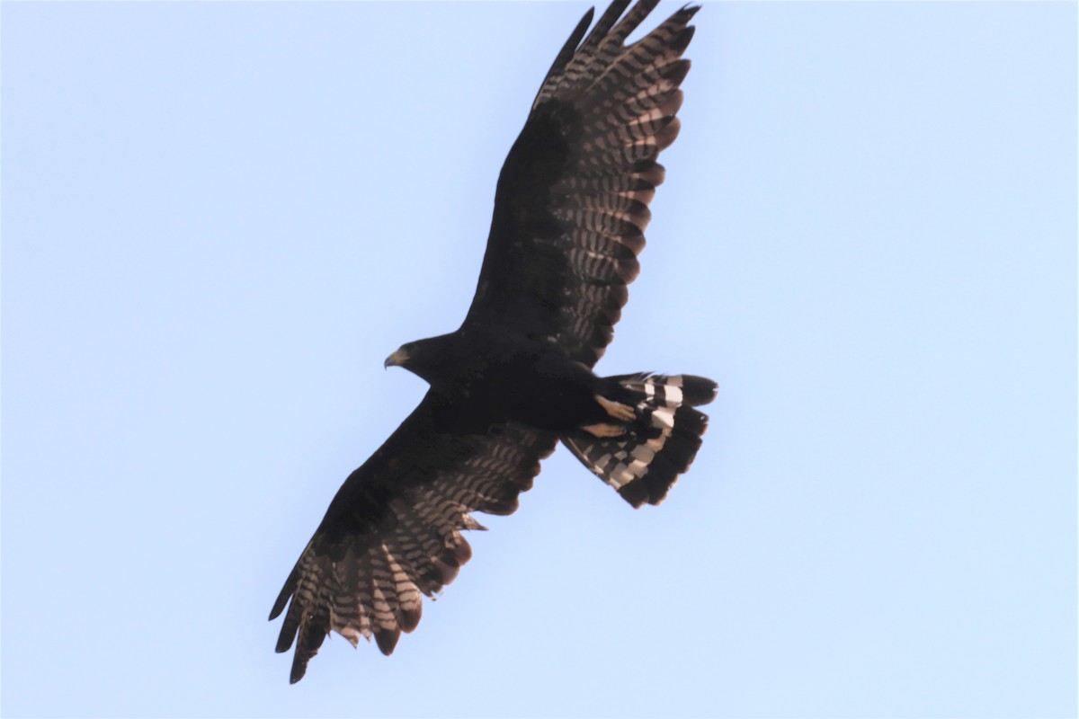 Zone-tailed Hawk - ML109719851