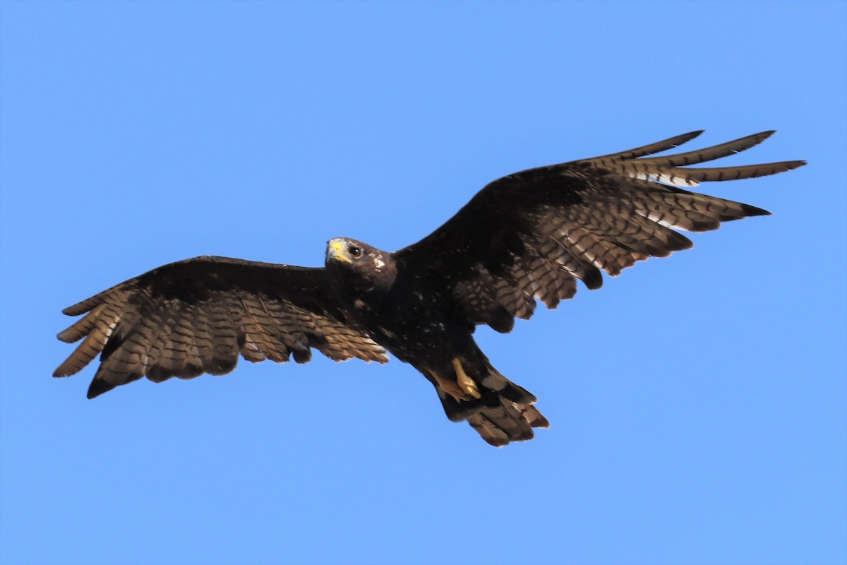 Zone-tailed Hawk - ML109719951