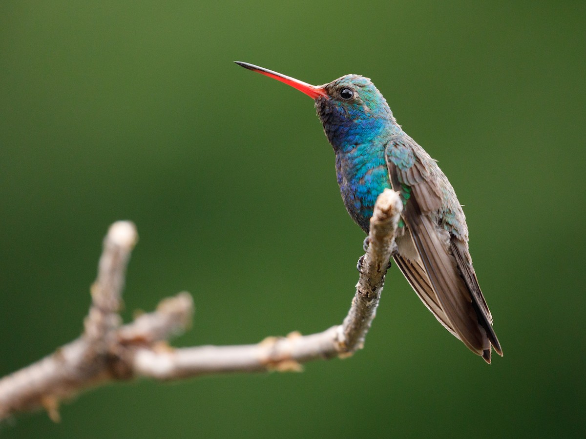 Broad-billed Hummingbird - Darren Clark