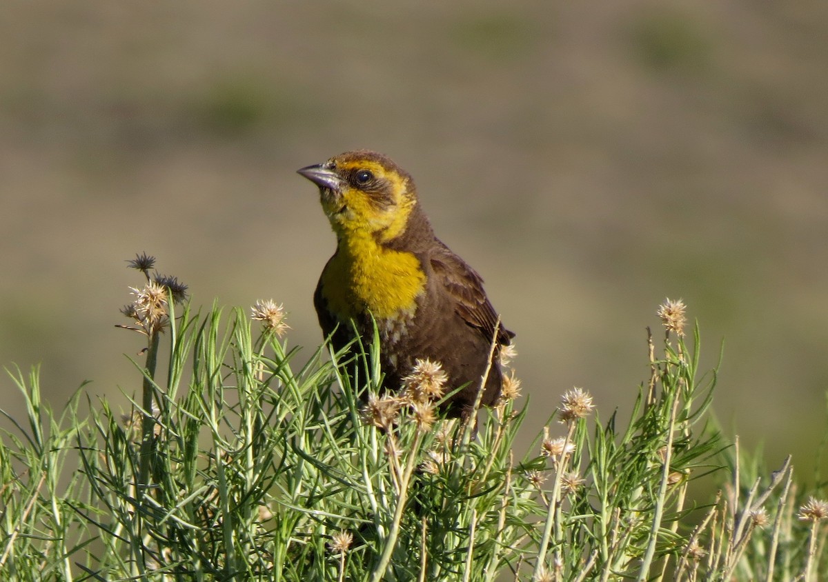 Yellow-headed Blackbird - Petra Clayton