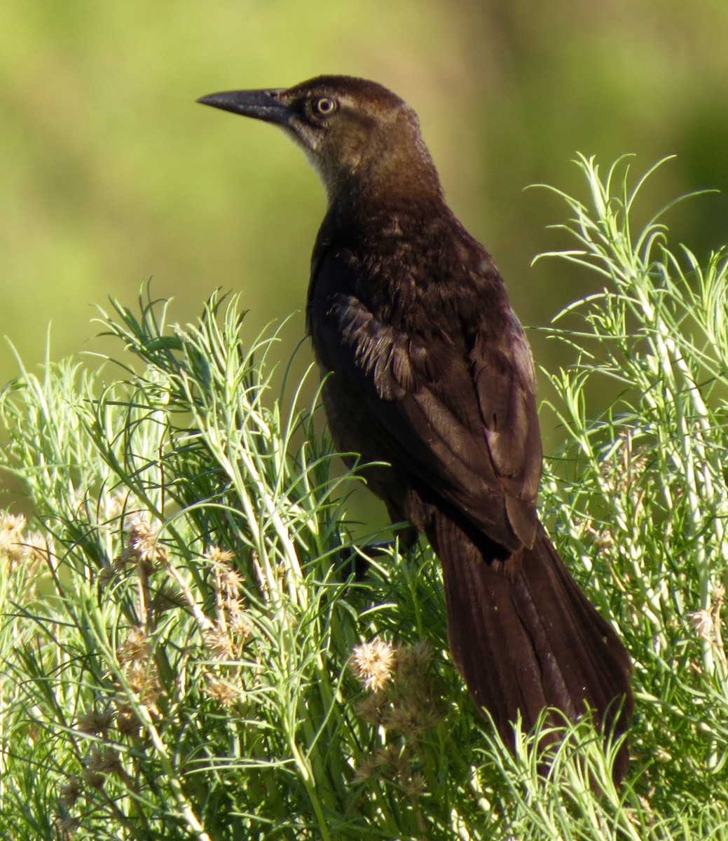 Great-tailed Grackle - Petra Clayton