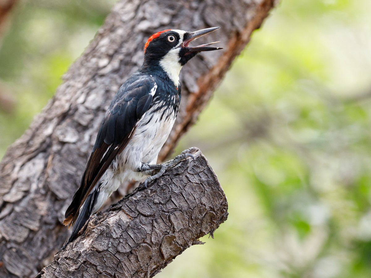 Acorn Woodpecker - ML109721521