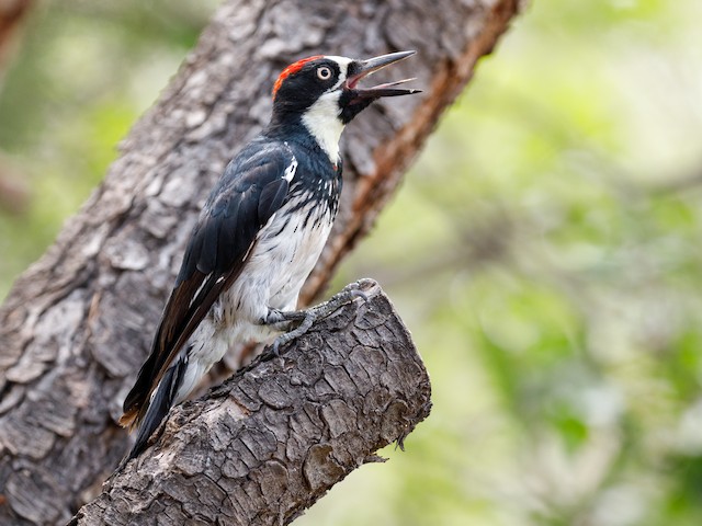Acorn Woodpecker Acorn Woodpecker vocalizing.