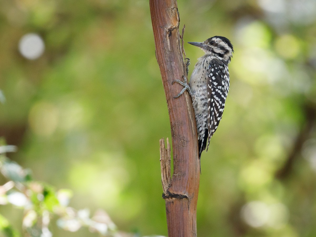 Ladder-backed Woodpecker - Darren Clark