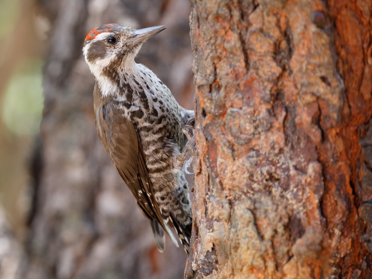 Arizona Woodpecker - ML109721591