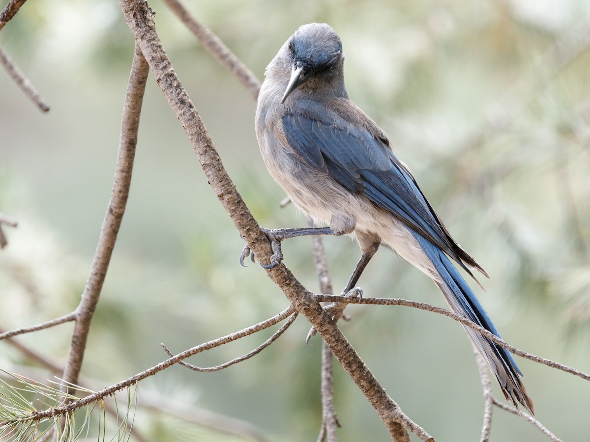 Mexican Jay - ML109721601