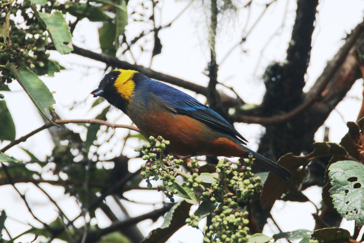 Golden-collared Tanager - ML109727271