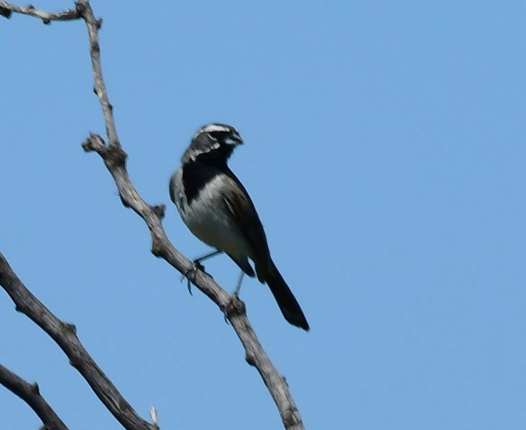 Black-throated Sparrow - ML109727501