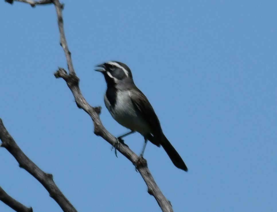 Black-throated Sparrow - James Bozeman
