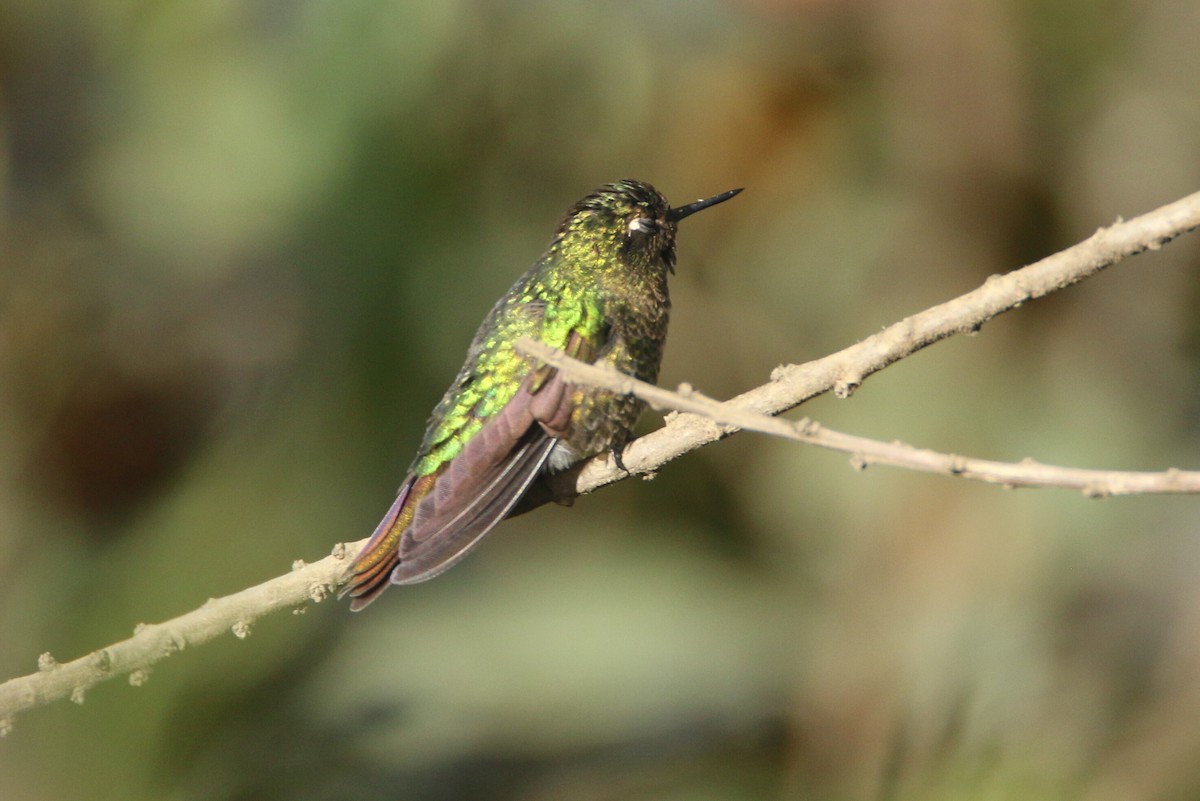 Tyrian Metaltail - ML109728021