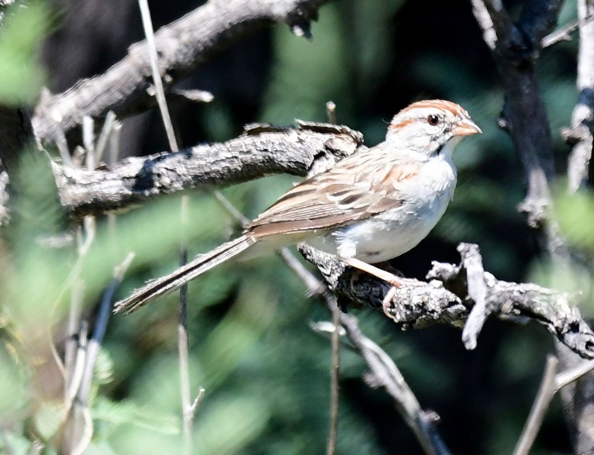 Rufous-winged Sparrow - James Bozeman