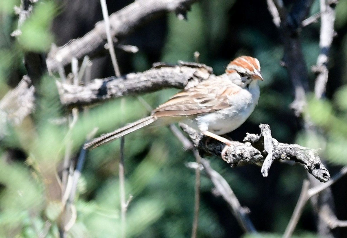 Rufous-winged Sparrow - ML109728051