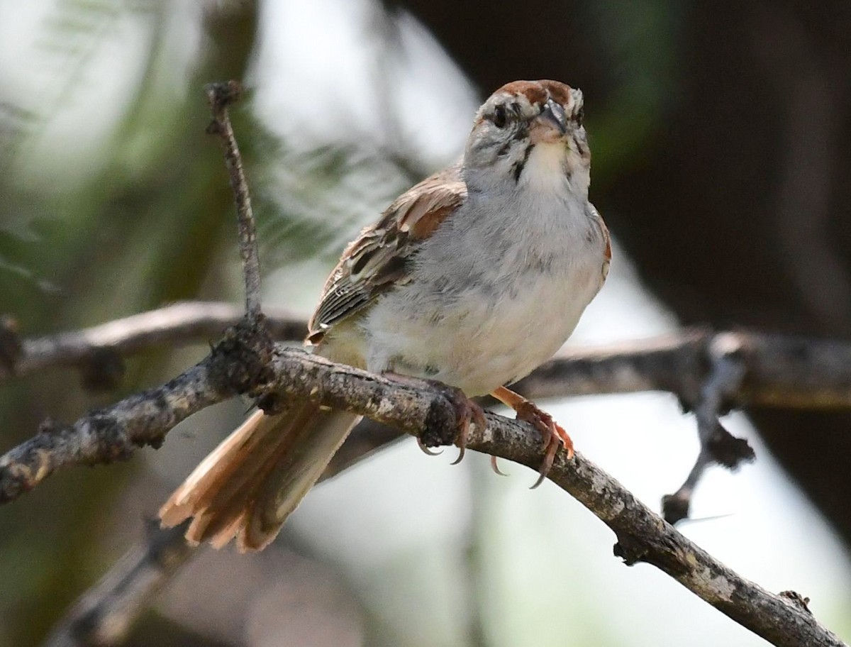 Rufous-winged Sparrow - ML109728071
