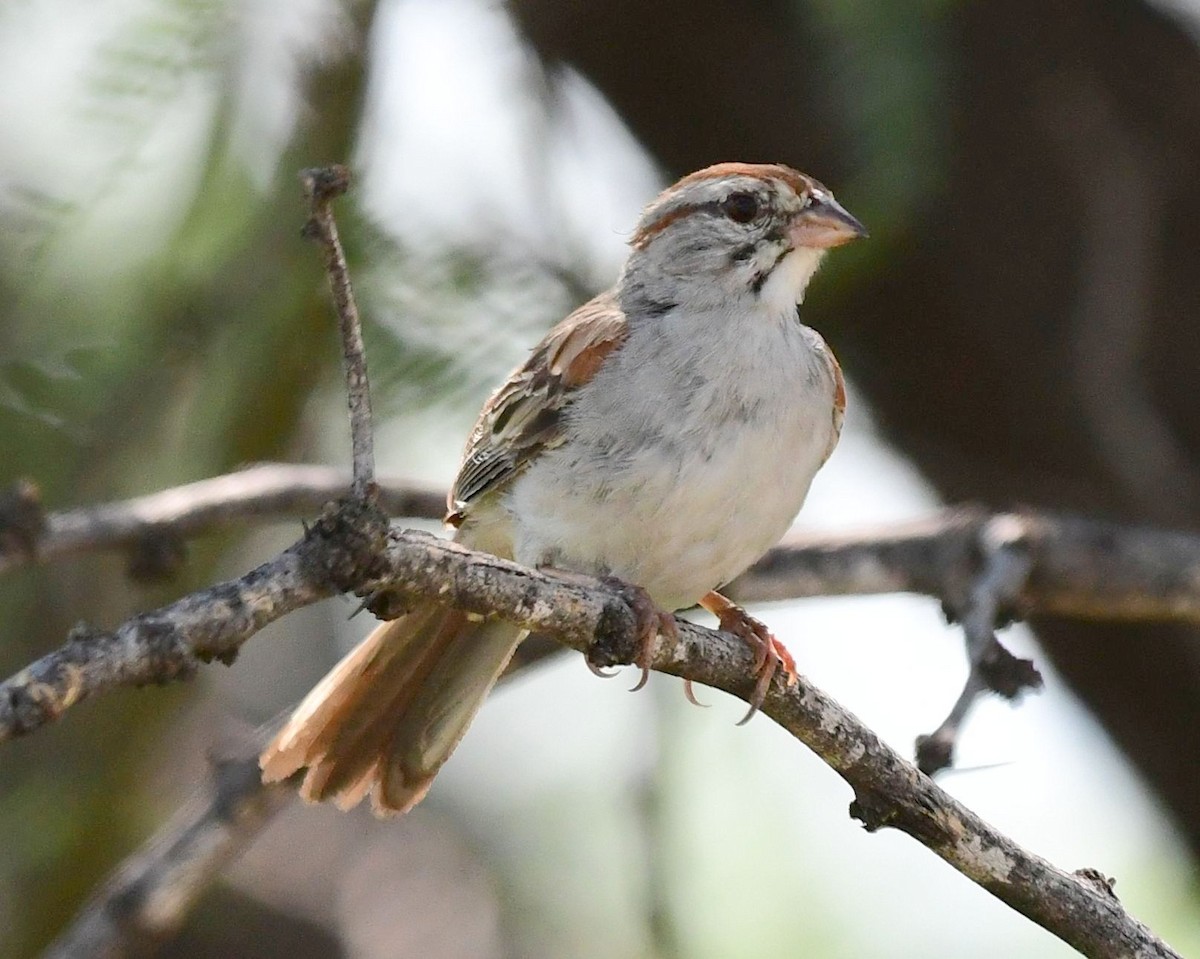 Rufous-winged Sparrow - ML109728081