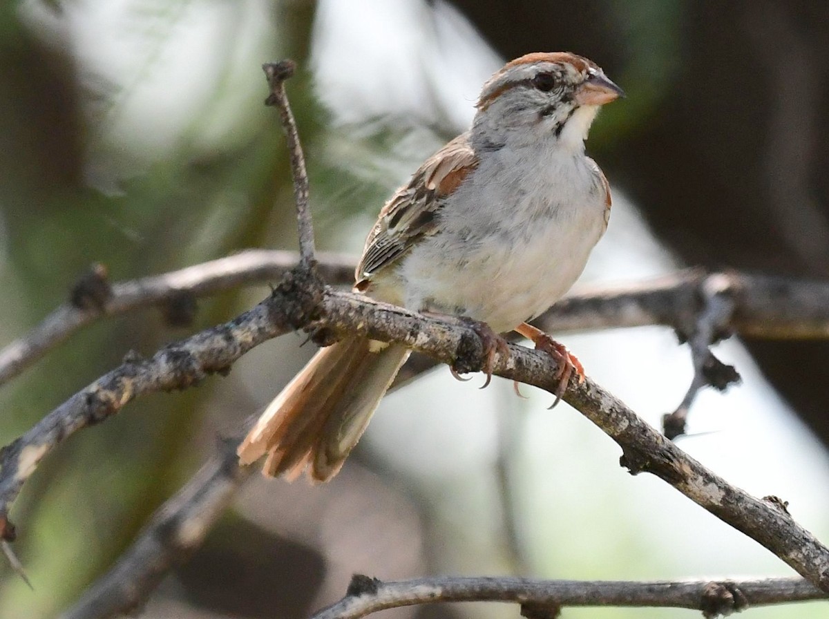 Rufous-winged Sparrow - ML109728101