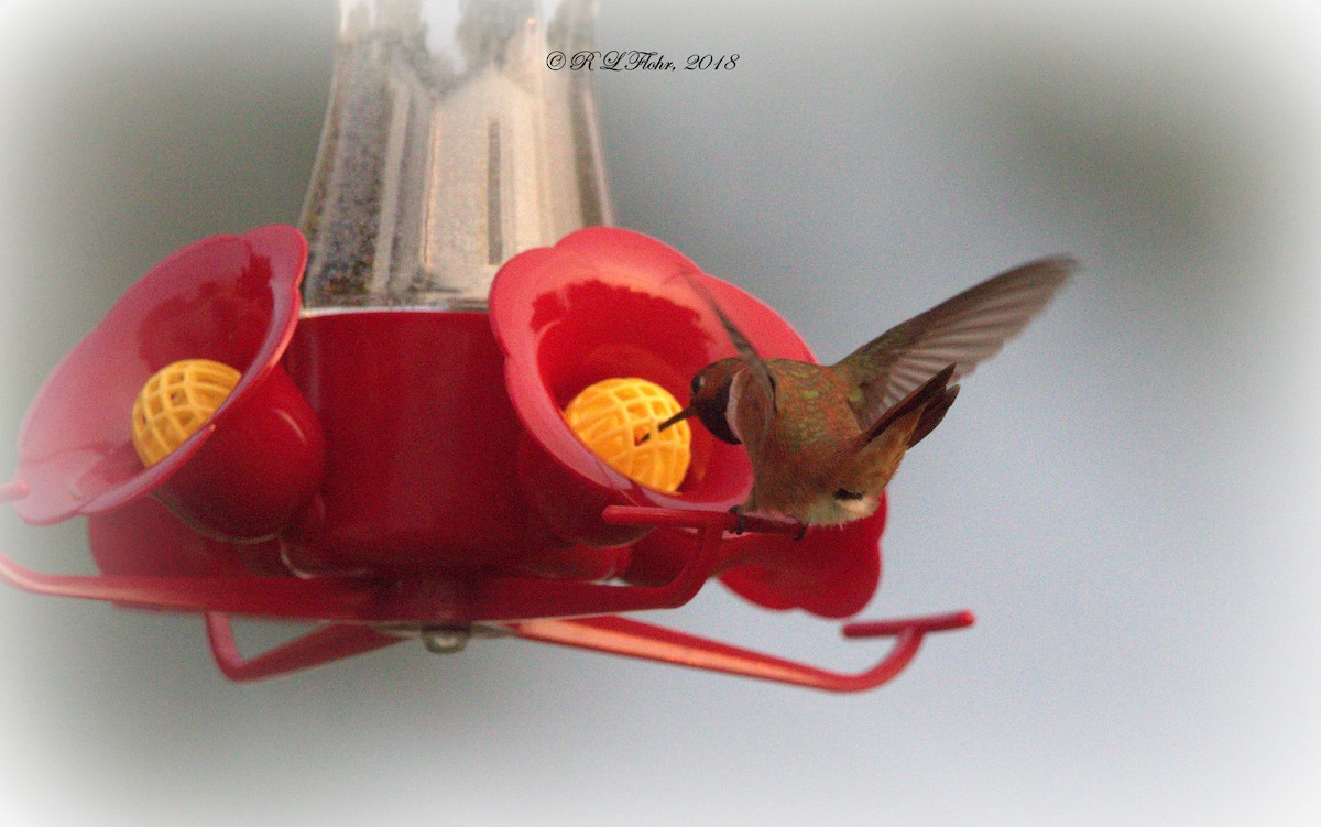 Rufous Hummingbird - Rita Flohr
