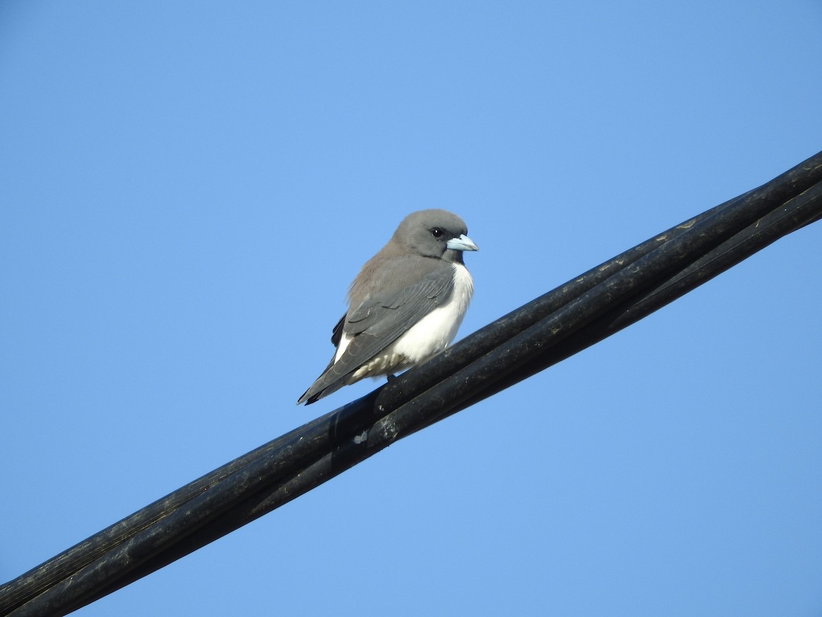 White-breasted Woodswallow - ML109733301